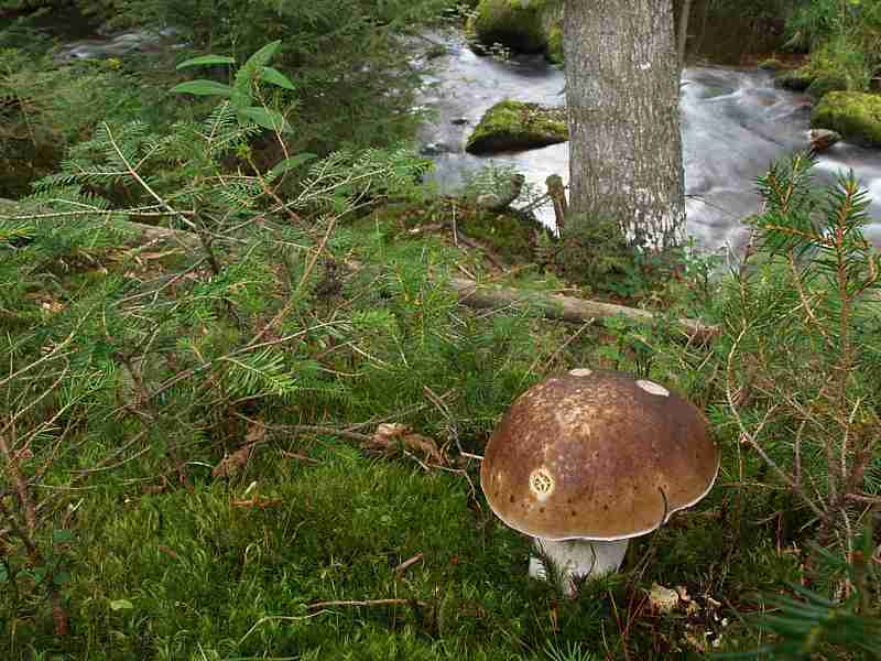  Image name: 00_227 Porcino.jpg 
 width: 800 pixel 
 height: 600 pixel 
 Size: 52361 bytes 
 Click to enlarge 